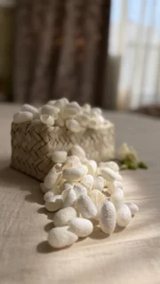 پیله ابریشم