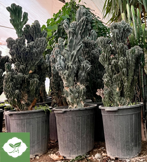 گل کاکتوس صخره ای